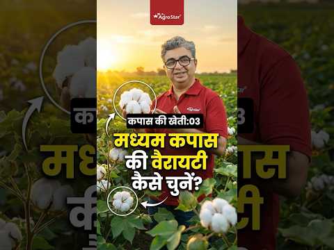 कापूस पाठशाळा: योग्य बियाण्याची निवड करून करा उत्तम सुरुवात