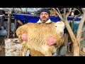 Pilaf Cooked Inside A Whole Sheep In The Oven An Incredible Way To Serve A Dish