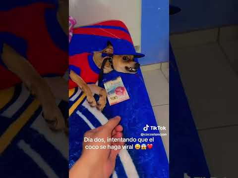 EL PERRO MÁS VIRAL DE YOUTUBE 🙌🏻 #perro #perros