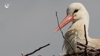 Щъркелите започнаха да се завръщат у нас