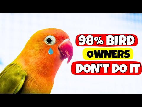 7 Things Birds Love and 98% of Owners DON'T DO IT