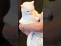 78 Funniest Cats And Dogs Videos Movie Laughing Silly Cute