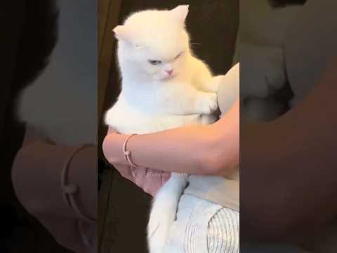 Vidéos de chats et de chiens les plus drôles 🤣🤣🤣🤣