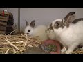Babyboom bij konijnenopvang in Soest [RTV Utrecht]