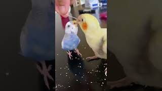 ✳︎Snack time✳︎オカメインコとセキセイインコの日常