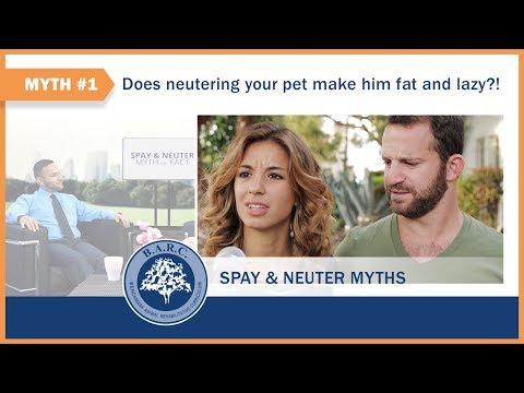 Spay/Neuter Myth#1: Neutering Your Dog or Cat Makes Him Fat and Lazy | B.A.R.C.