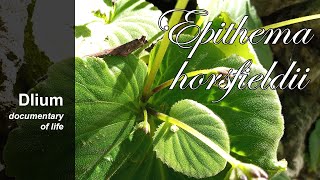 Download lagu Ekojiwo (Epithema horsfieldii) - part 3 mp3