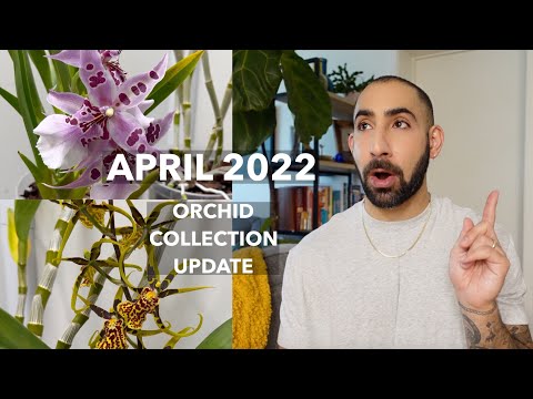 April 2022 Orchid Collection Update