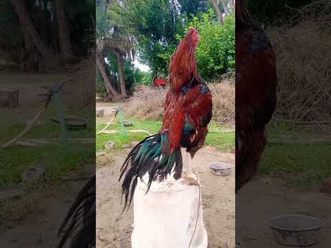adorable red shamo rooster sound #rooster #voice #birds #cock