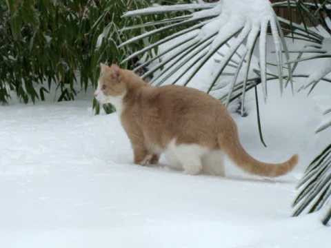 Duncan the buff CAT LOVES the SNOW!