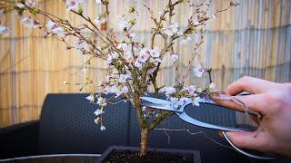 How to Bonsai a Fuji Cherry Tree