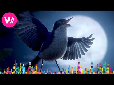 Bellini - Guerra Guerra | Animated short "Maestro" - when animals get the Rhythm!