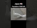 Peacock population of each country #viralvideo #youtubeshorts