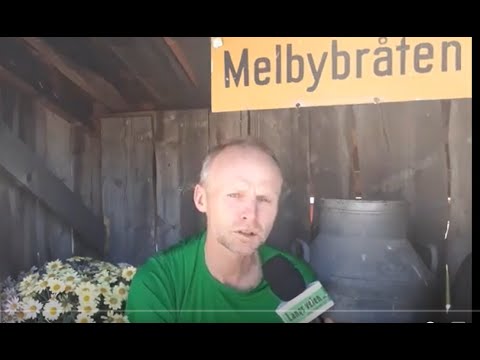 Skrautvålbygda og saueslipp i Skrautvål 14. juni 2017.