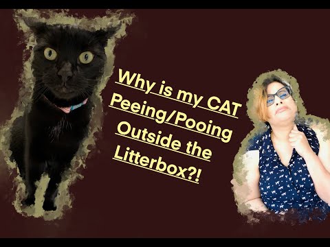 WHY Is My Cat PEEING/POOING Outside Litter Box?! PART 2: Behavioural Causes