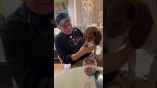 Video preview image #1 Beagle-Unknown Mix Puppy For Sale in Westwood, NJ, USA