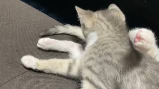 子猫拾いました　#Shorts