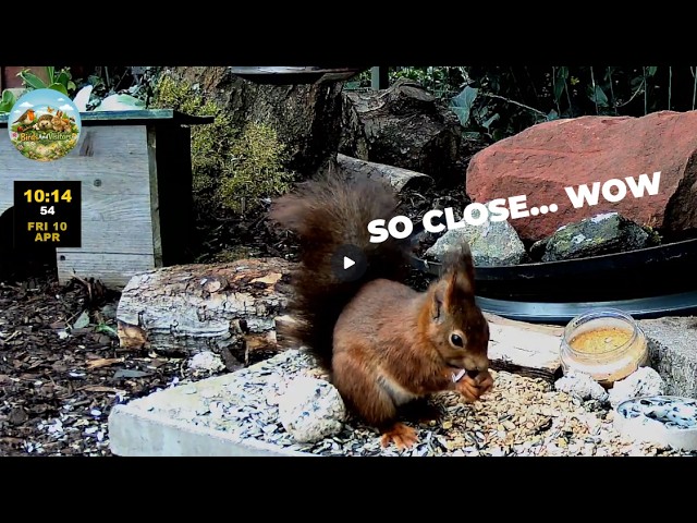 Incredible 4K Squirrel Up Close in Niedermohr, Germany