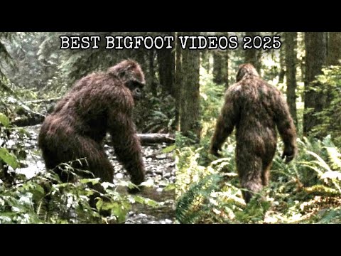 Every GOOD Bigfoot Sighting from 2025! *Clear Footage Only*