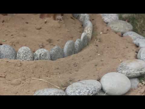 Simple And Easy Landscaping Project With Pebbles Video