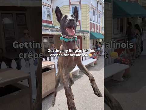 Belgian Malinois has crêpes for breakfast 🥞🐺 #dogtraining #malinois #crepes #rehobothbeach