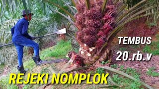 Download lagu panen sawit serperti ini lah yang dicarik pemanen sawit bertubi tubi sawit unggul yangambi mp3