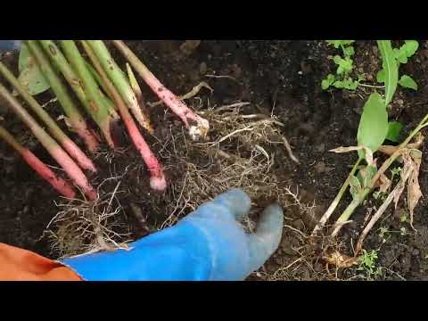 ガランガル、ガランガルの根 植物