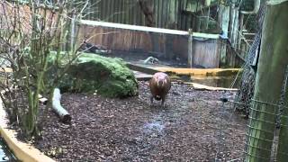 preview picture of video 'Capybara Diving at Chessington World of Adventures'