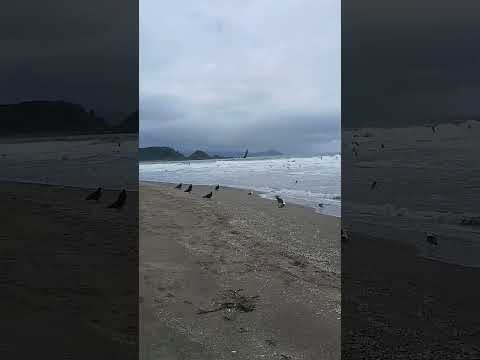 Aves en playa Calfuco 🇨🇱, Región de Los Ríos, Chile ✨️ #playa #aves #valdivia #chile #viajera