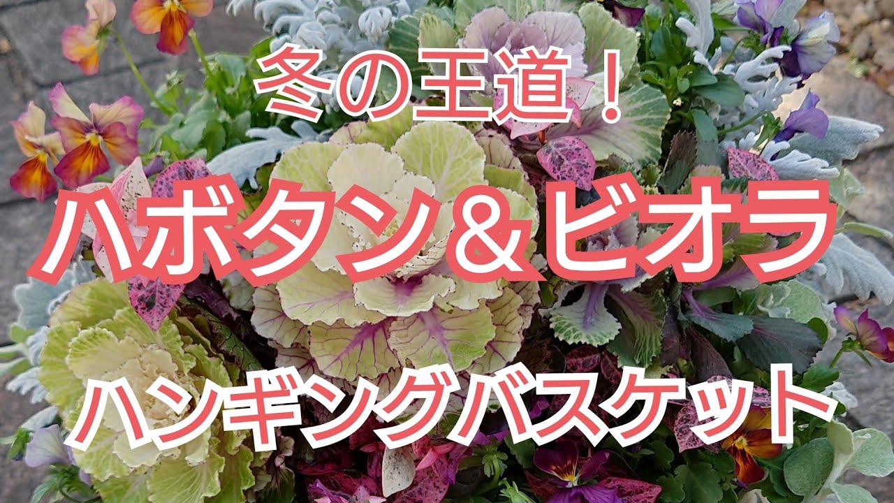 ハボタンのハンギング