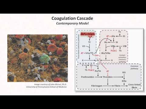 Hemostasis: Lesson 3 - Coagulation Cascade and Fibrinolysis