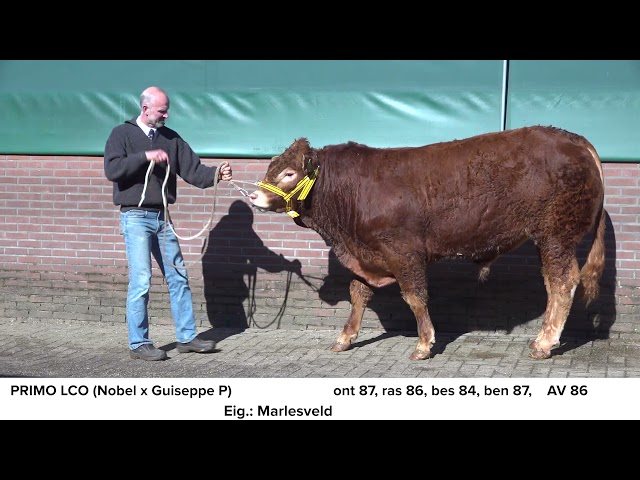 Limousin Marleseveld Primo NL566406478