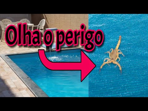 Escorpião na piscina