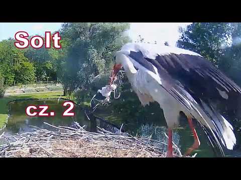 😱Tragic events with storks in Solt - 23/05/2026 Solt, HU