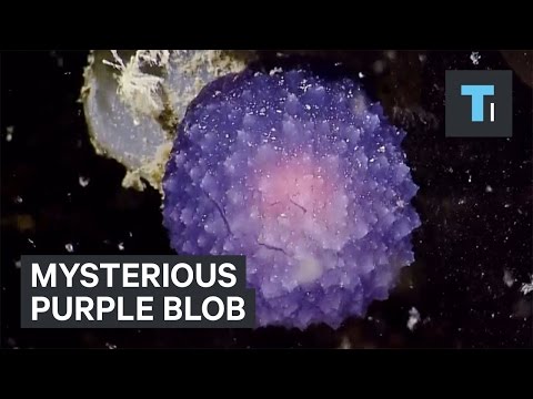 Mysterious purple blob