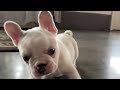French Bulldog dogs for sale: Ace - Video 1