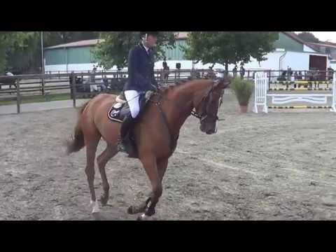 Chipman, 5yo holsteiner gelding, Canto x Coriano