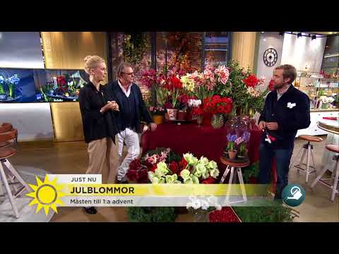 Julblommor - det här är måsten till 1:a advent - Nyhetsmorgon (TV4)