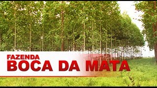 preview picture of video 'Fazenda Boca da Mata'
