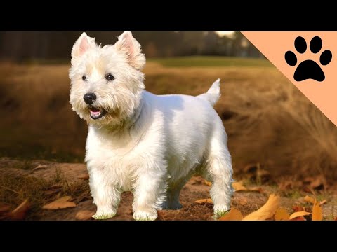 The Delightful World of the West Highland White Terrier