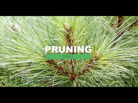 Pruning Pines