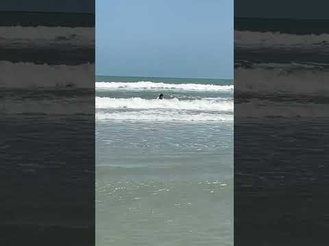 rayne trying to catch wave