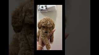 Video preview image #6 Poodle (Miniature) Puppy For Sale in WALDORF, MD, USA