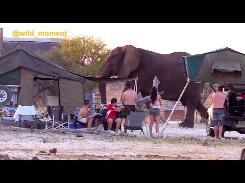 Giant elephant swagger in camp. Massive bull.