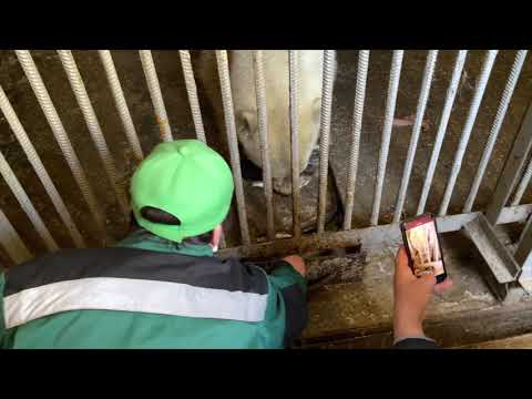 Дальнейшая судьба белой медведицы из Томпонского района Якутии (ВИДЕО)