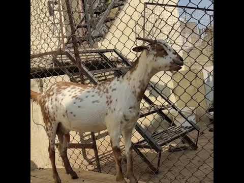 muntasir goat farming 8482923141