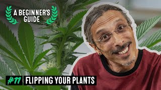 How to Flip Cannabis Into Flower - A Beginner’s Guide with Kyle Kushman #11