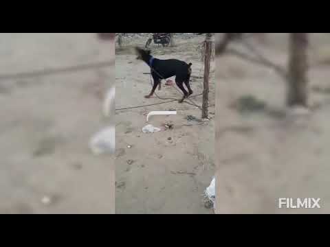 Razia in angry mood😡😡😡