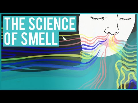 The Science Of How Smells Work - Harold McGee | Modern Wisdom Podcast 257