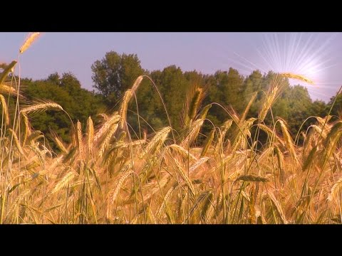 Affirmations for a fulfilling life - Inner & outer wealth - Relaxation - Self-hypnosis